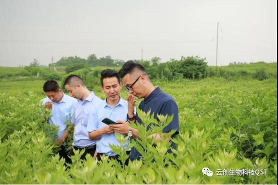 蘄善堂為艾守護(hù)之——生長期欲與蘄艾比身高